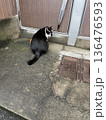 見つめる猫 136476593