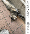 近所の伸びる猫 136476594