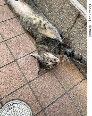 近所の伸びる猫 近所の伸びる猫 136476594