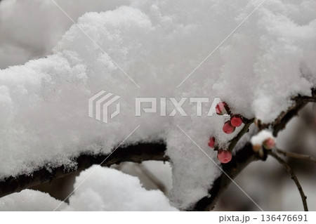 雪の中の紅梅の蕾 136476691