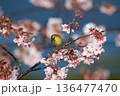 満開の桜の中で休むメジロ 136477470