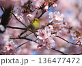満開の桜の中で休むメジロ 136477472
