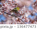 満開の桜の中で休むメジロ 136477473