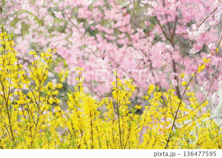 春の花の里レンギョウとハナモモ・水彩画 136477595
