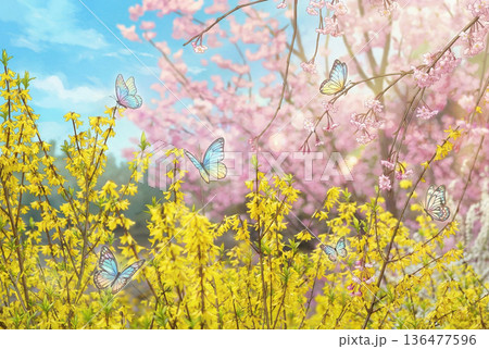 春の花の里レンギョウとハナモモ・蝶々アニメ 136477596