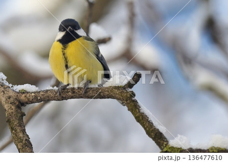 great tit on tree brunch in winter time 136477610