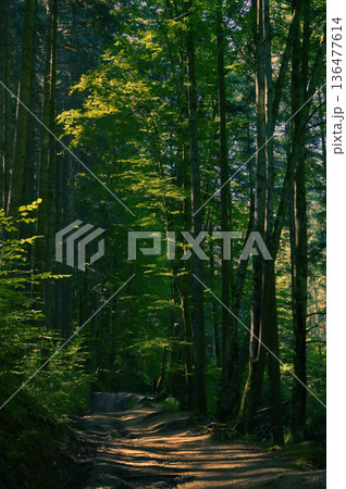 Straight trees in forest and sun light 136477614