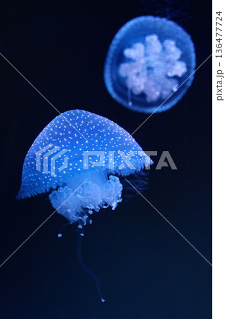 White-spotted jellyfish swimming in aquarium 136477724
