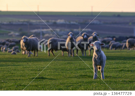 Flock of sheep and lambs on field 136477729