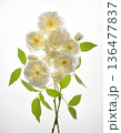 Bouquet Of Fresh Wild White Roses 136477837