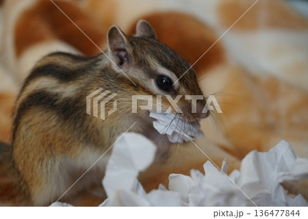 半紙を畳むシマリス 136477844