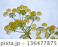 Fennel Foeniculum vulgare hardy perennial herb 136477875