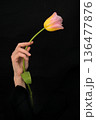 Single elegant tulip in woman hand 136477876