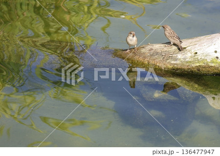House sparrows trying to drink water. House sparrows trying to drink water. 136477947