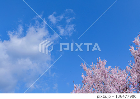 桜満開の宮城県白石の緑地公園 136477980