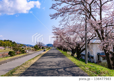 桜満開の宮城県白石の緑地公園 136477983