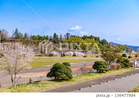 桜満開の宮城県白石の緑地公園 136477984