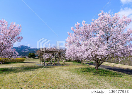 桜満開の宮城県白石の緑地公園 136477988