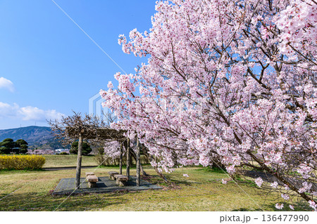 桜満開の宮城県白石の緑地公園 桜満開の宮城県白石の緑地公園 136477990