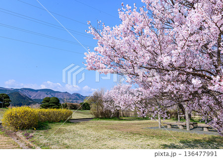 桜満開の宮城県白石の緑地公園 136477991