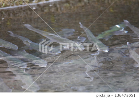 生け簀を泳ぐマス 136478051