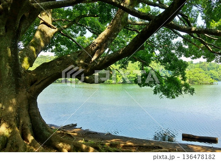 厳冬の一碧湖の冬景色 厳冬の一碧湖の冬景色 136478182