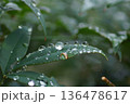 雨に濡れる葉 136478617