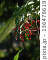 赤い実をつけたマンリョウの木 136478619