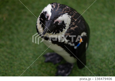 ペンギン 136479406