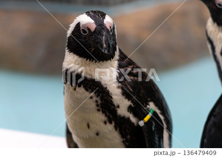 ペンギン 136479409
