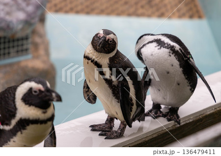 ペンギン 136479411
