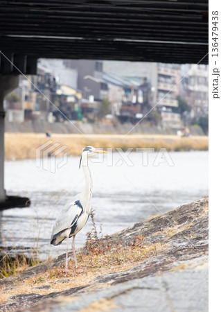 川辺のアオサギ。京都の冬の風景 136479438