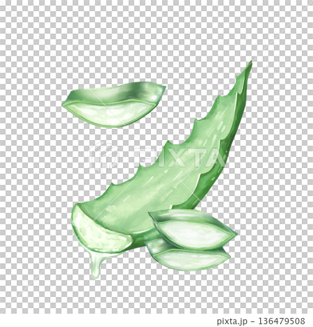 Illustration of fresh aloe vera leaves, hand-drawn illustration for health, wellness, and skincare themes. Illustration of fresh aloe vera leaves, hand-drawn illustration for health, wellness, and skincare themes. 136479508