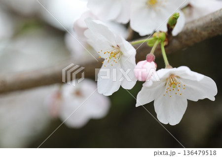 桜咲く 桜咲く 136479518