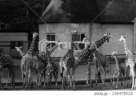 キリンの群れ(モノクロ) キリンの群れ(モノクロ) 136479528
