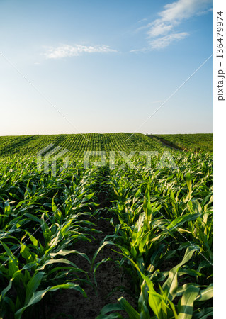 Rows of young corn plants growing in a wide green agricultural field under a clear blue sky, showing sustainable agriculture and food production Rows of young corn plants growing in a wide green agricultural field under a clear blue sky, showing sustainable agriculture and food production 136479974