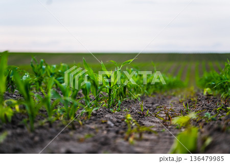 Young corn plants growing in rows across a fertile farm field, showing new life, agriculture, development, and a sustainable future for farming Young corn plants growing in rows across a fertile farm field, showing new life, agriculture, development, and a sustainable future for farming 136479985