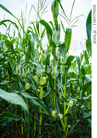 Tall corn stalks with vibrant green leaves and emerging baby corncobs, covered in fresh silk, stand in rows under a cloudy sky, representing agricultural growth and future harvest 136479988