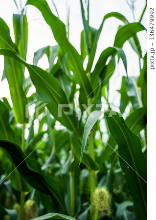 Green cornfield offering a vertical view of growing maize plants with lush leaves and developing cobs. Symbolizing agricultural prosperity. Sustainable farming 136479992