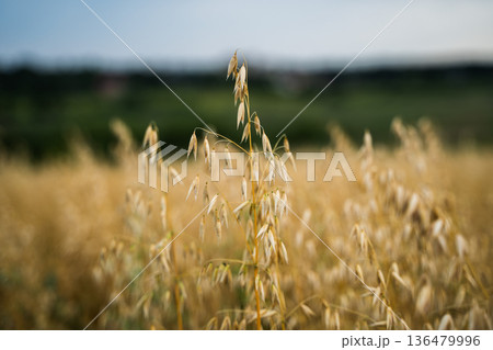Golden oats crop head standing out in a vast agricultural field under a clear sky, representing organic farming and healthy food production for human consumption 136479996