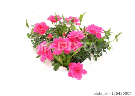 ミニバラ 薔薇の花 ピンク色 明るい背景 ミニバラ 薔薇の花 ピンク色 明るい背景 136480004