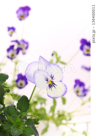 白に紫色の縁取り　パンジー　春の花　明るい背景 136480011
