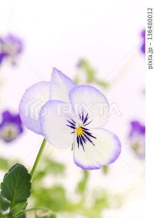 白に紫色の縁取り　パンジー　春の花　明るい背景 136480012