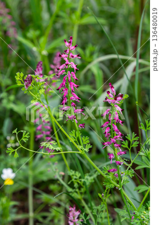 Common fumitory blooms with purplish-pink flowers thriving in a lush green meadow during springtime Common fumitory blooms with purplish-pink flowers thriving in a lush green meadow during springtime 136480019