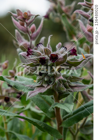 Brown gromwell plant displays dark flowers among grayish foliage in a lush environment during the early morning hours 136480020