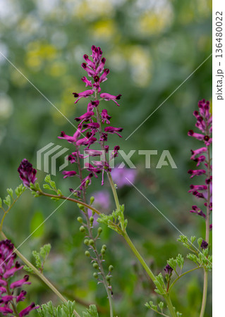 Purplish-pink flowers of Fumaria officinalis blooming in a lush garden during springtime showcasing detailed structures and vibrant colors Purplish-pink flowers of Fumaria officinalis blooming in a lush garden during springtime showcasing detailed structures and vibrant colors 136480022