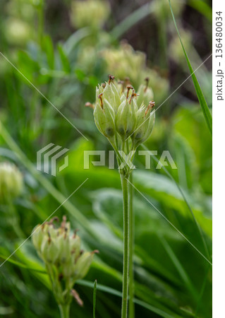 Faded clusters of primula veris cowslip in early spring in a vibrant green meadow highlighting the delicate beauty of nature's renewal Faded clusters of primula veris cowslip in early spring in a vibrant green meadow highlighting the delicate beauty of nature's renewal 136480034