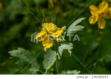 Greater celandine thrives in a lush green environment showcasing vibrant yellow flowers and distinctive orange sap during the late spring 136480035