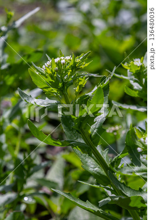 Field Pennycress blooms under sunlight showcasing white flowers and lush green leaves along rural pathways in springtime meadows 136480036