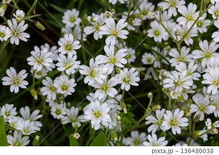 Beautiful cluster of Stellaria holostea featuring white deeply cleft flowers in a lush green setting during springtime bloom Beautiful cluster of Stellaria holostea featuring white deeply cleft flowers in a lush green setting during springtime bloom 136480038